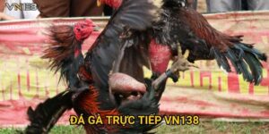Đá Gà Trực Tiếp Vn138 – Trải Nghiệm Kịch Tính Hấp Dẫn
