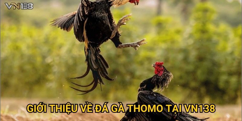 Đá Gà Thomo Vn138 – Trận Đấu Gay Cấn Từ Trường Gà Campuchia 2 Giới thiệu về đá gà Thomo tại Vn138