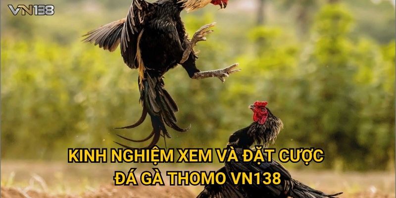 Đá Gà Thomo Vn138 – Trận Đấu Gay Cấn Từ Trường Gà Campuchia 3 Kinh nghiệm xem và đặt cược Đá Gà Thomo Vn138